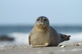 Seal slobbering Royalty Free Stock Photo