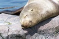 Seal, slumbering in the midday sun