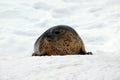 Seal in Snow