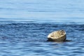 Seal spotted seal, largha seal, Phoca largha laying on rocky island in the sea on blue water background in sunny day. Wild largh Royalty Free Stock Photo