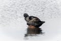 Seal on the stone Royalty Free Stock Photo