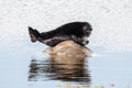 Seal on the stone