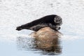 Seal on the stone Royalty Free Stock Photo