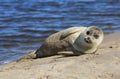 Seal sunbathing on The Holy Island of Lindisfarne