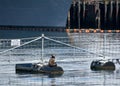 A Seal Sunbathing Near a US Navy Yard Washington State