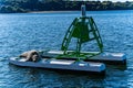 Seal sunbathing on shortboard on sunlit seascape in Scotland