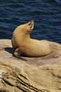 Seal sunning