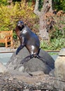 Sea Lion Sunning at the Central Park Zoo Royalty Free Stock Photo