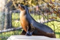 Seal sunning itself on a concrete block