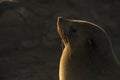 Seal sunning among many in a seal colony, Cape Cross, Namibia. Nice rim light. Close up.
