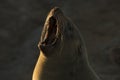 Seal sunning among many in a seal colony, Cape Cross, Namibia. Nice rim light. Showing teeth.