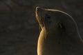 Seal sunning among many in a seal colony, Cape Cross, Namibia. Nice rim light. Close up. Golden light.