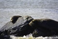 a seal is sunning on the rock Royalty Free Stock Photo