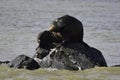 a seal is sunning on the rock Royalty Free Stock Photo