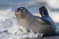 Seal in the surf Royalty Free Stock Photo