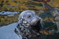 Seal swimming