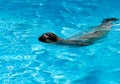 Seal swimming Royalty Free Stock Photo