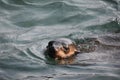 Seal swimming in the Atlantic ocean at Hout Bay Royalty Free Stock Photo