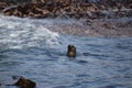 Seal swimming in the Atlantic ocean at Seal Island Royalty Free Stock Photo