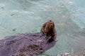 A seal is swimming in a clean aquarium Royalty Free Stock Photo