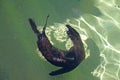 seal swimming in the clear water pool Royalty Free Stock Photo