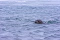 Seal swimming in the glacial waters, Iceland