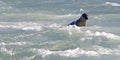 Seal swimming in the glacial waters of Jokulsarlon lagoon