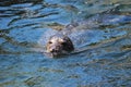 Seal is swimming with head above the water