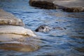 Seal is swimming in swimming pool Royalty Free Stock Photo