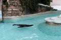Seal swimming in the pool Royalty Free Stock Photo