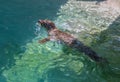 Seal Swimming in a Pool