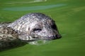 Seal swimming portrait