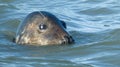 Seal Swimming in the Sea