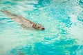 Seal swimming in a warm blue water in Greece zoo Royalty Free Stock Photo