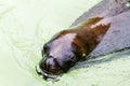 Seal swimming through water