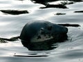 a seal is swimming through the water and looking at camera Royalty Free Stock Photo