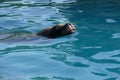 Seal swimming in zoo pool looking into camera Royalty Free Stock Photo