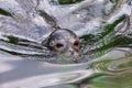 Seal swims head over water in blue-green water and waves directly towards the camera, cloudy day Royalty Free Stock Photo