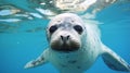 A seal swims in a pool of clean water, an animal of the seal family in captivity on rehabilitation in the reserve. Royalty Free Stock Photo