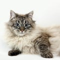 Seal Tabby Point Neva Masquerade Siberian Domestic Cat, Male laying against White Background