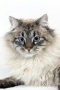 Seal Tabby Point Neva Masquerade Siberian Domestic Cat, Portrait of against White Background Royalty Free Stock Photo