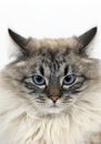 Seal Tabby Point Neva Masquerade Siberian Domestic Cat, Portrait of Male against White Background Royalty Free Stock Photo