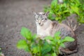 Seal tabby point siamese