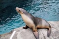 Seal at Taronga Zoo.