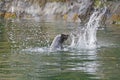 Seal thrashing a fish in the Ocean