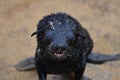 Seal Toddler Portrait cape cross Seal reserve Namibia Africa