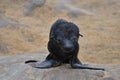 Seal Toddler Portrait cape cross Seal reserve Namibia Africa