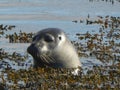 Seal Vatnsnes Peninsula Iceland