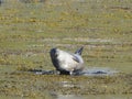 Seal Vatnsnes peninsula Iceland