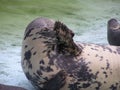 A seal was hidden Royalty Free Stock Photo